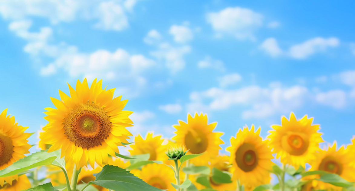 1748341325270282.png 123321.png